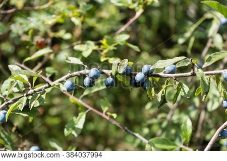 Blue Round Fruits Of The Blackthorn Bush