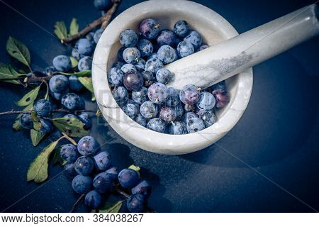 Blue Round Fruits Of The Blackthorn Bush