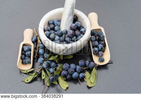 Blue Round Fruits Of The Blackthorn Bush