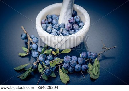 Blue Round Fruits Of The Blackthorn Bush