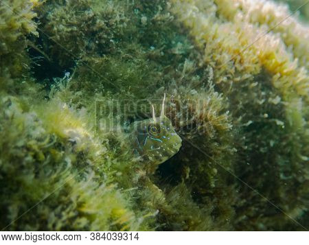 A Macro View Of A Hidden Blennidae Fish (aidablennius Sphynx)