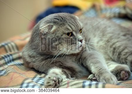 Gray Scottish Lop-eared Cat