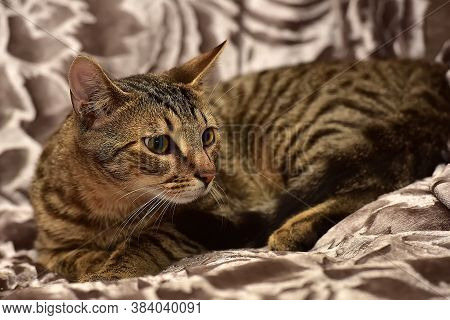 Striped Brown Cat On The Sofa