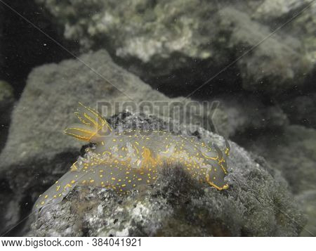 An Artistic View Of A Nudibranch ( Felimare Picta) On A Rock
