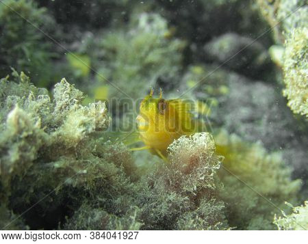 A Macro View Of A Little Yellow Blennidae Fish (parablennius Pilicornis)