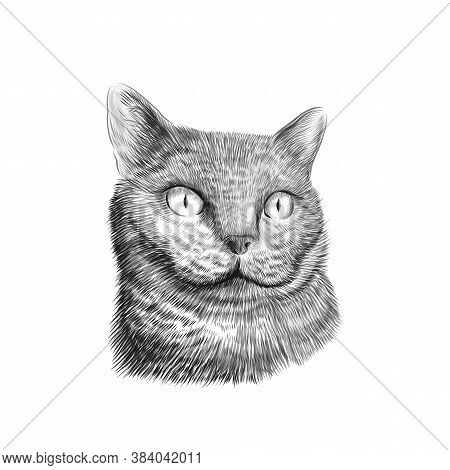 Cat Breed British Shorthair Face, Sketch Vector Black And White Drawing. Hand Drawn Pet, Animal Clos