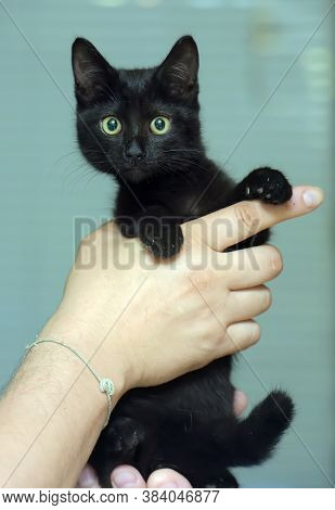 Black Cute Young Cat