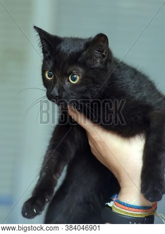 Black Cute Young Cat In Hands Close Up