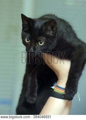 Black Cute Young Cat