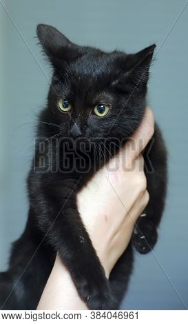 Black Cute Young Cat