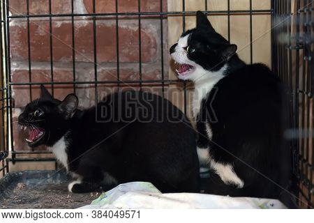 Two Aggressive Wild Cats Hiss In A Cage At The Shelter