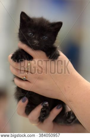 Cute Little Black Kitten In Hand Close Up