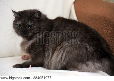 Beautiful Fluffy Smoky Cat