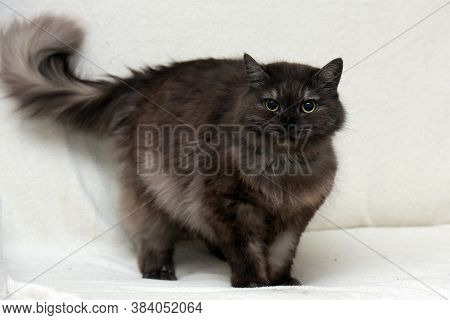 Beautiful Fluffy Smoky Cat
