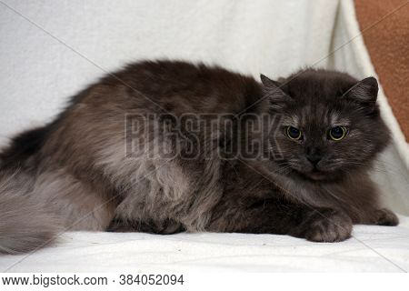 Beautiful Fluffy Smoky Cat