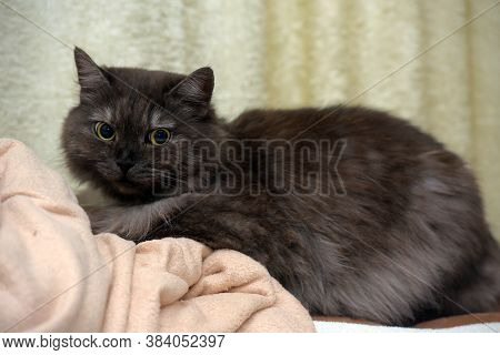 Beautiful Fluffy Smoky Cat