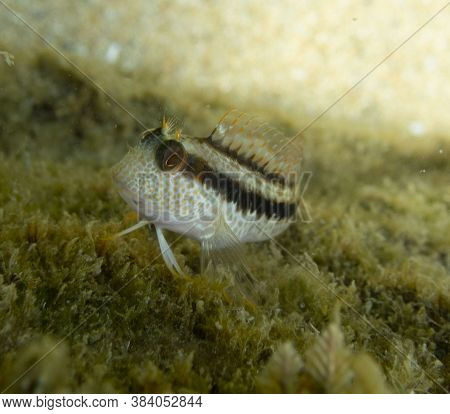 A Close Up View Of A Blennidae Fish (parablennius Rouxi)