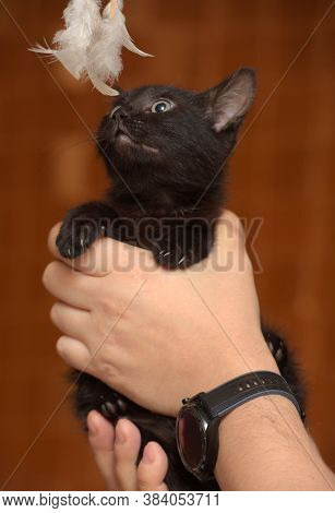 Funny Black Kitty In Hand Close Up