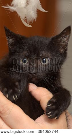 Black Kitty In Hand