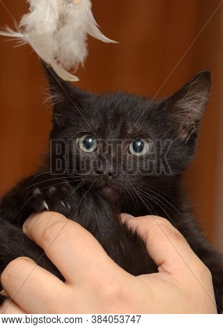 Black Kitty In Hand