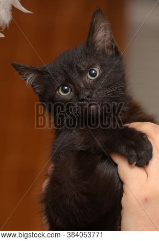 Black Kitty In Hand
