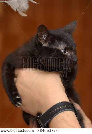 Black Kitty In Hand