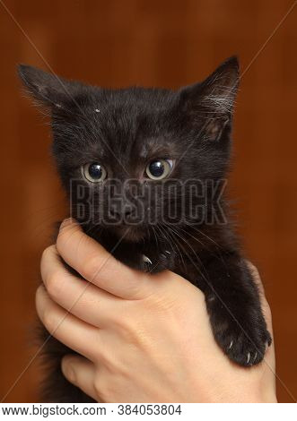 Black Kitty In Hand