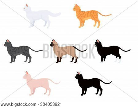 Cat Vector Illustration Isolated On White. Set With Different Cat Breeds And Colors. Sphynx Siamese 