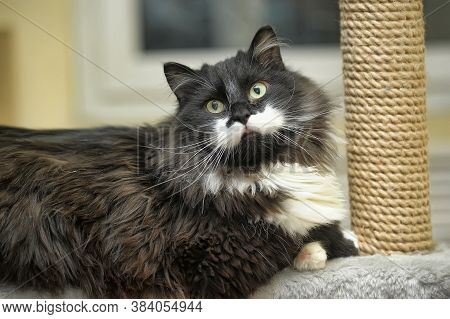 Beautiful Fluffy Cat In The Cattery Close Up