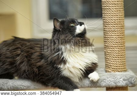 Fluffy Cat In The Cattery