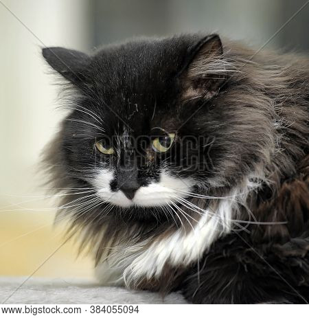 Fluffy Cat In The Cattery