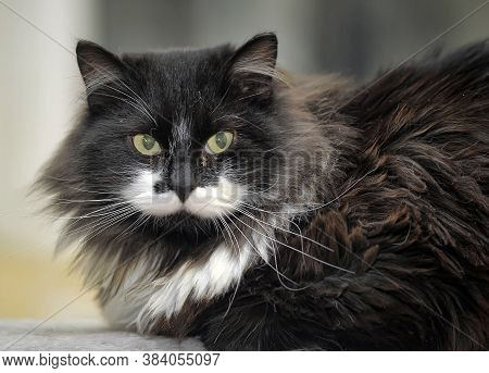 Fluffy Cat In The Cattery