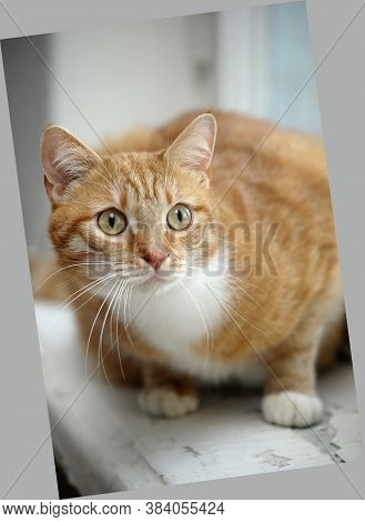 Plump Red With A White Cat