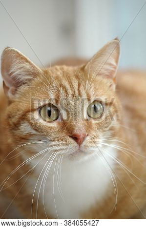 Beautiful Red And White Cat Portrait