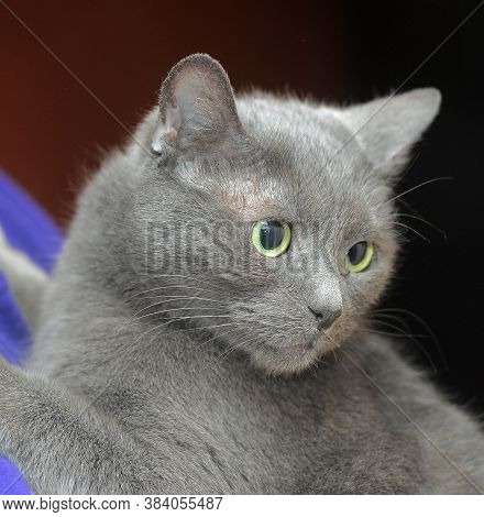 Scared Sad Gray Cat In Hands Close Up