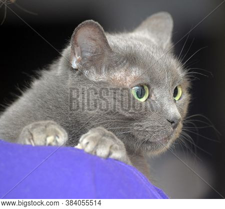 Sad Gray Cat In Hands