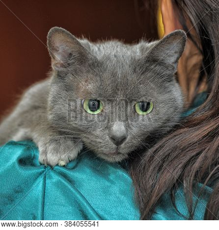 Sad Gray Cat In Hands