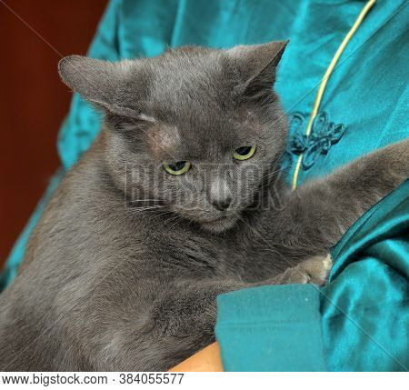 Sad Gray Cat In Hands
