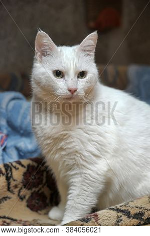 White Cat Albino  Indoor Close Up Photo