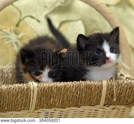 Two Midi Little Kittens - Black With White And Tri-color