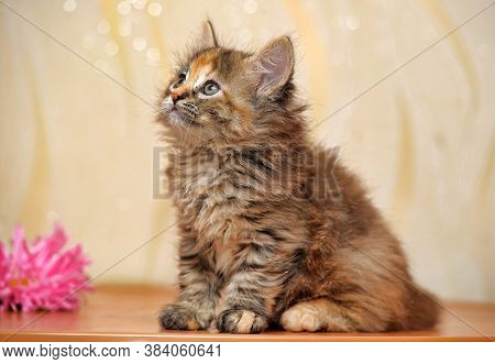 Beautiful Fluffy Tri-color Kitten In A Cattery