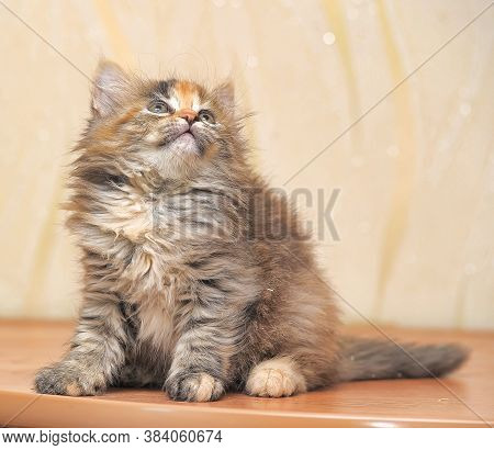 Beautiful Fluffy Tri-color Kitten In A Cattery