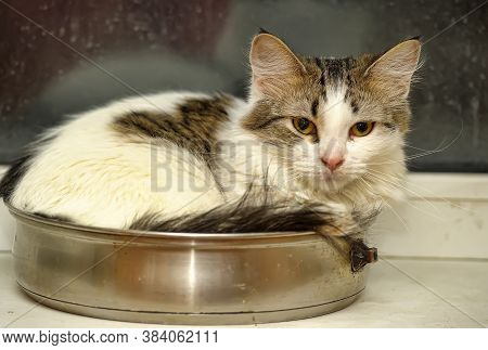 Fluffy Siberian Kitten Teenager Lies In A Frying Pan On The Windowsill