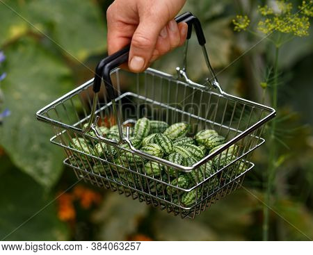 Cucamelon, Melothria Scabra Or Mousemelon, Mexican Fruit Freshly Harvested In Mesh Basket In Farmers