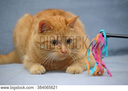Red Cat Lies Playing, Catches Close Up