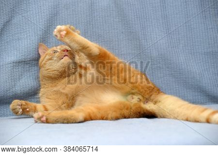 Red Cat Lies Playing, Catches Close Up