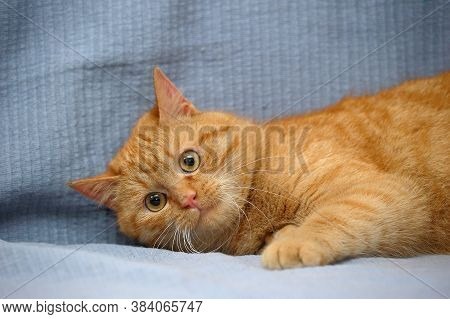 Red Cat Lies Playing, Catches Close Up