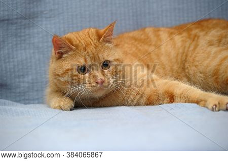Domestic Red Cat Lies On A Gray Background