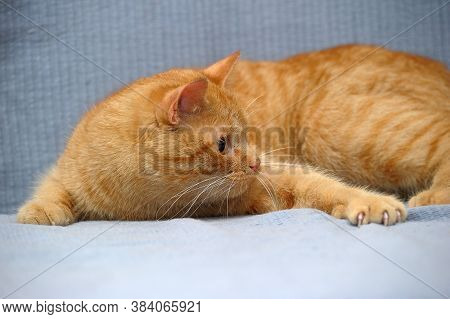 Domestic Red Cat Lies On A Gray Background