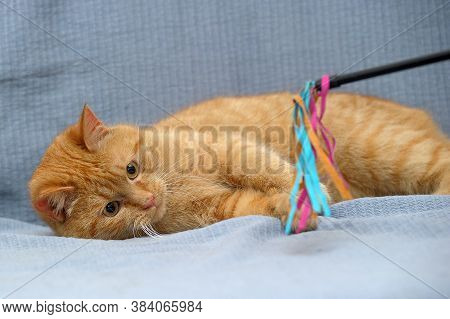 Red Cat Lies Playing, Catches